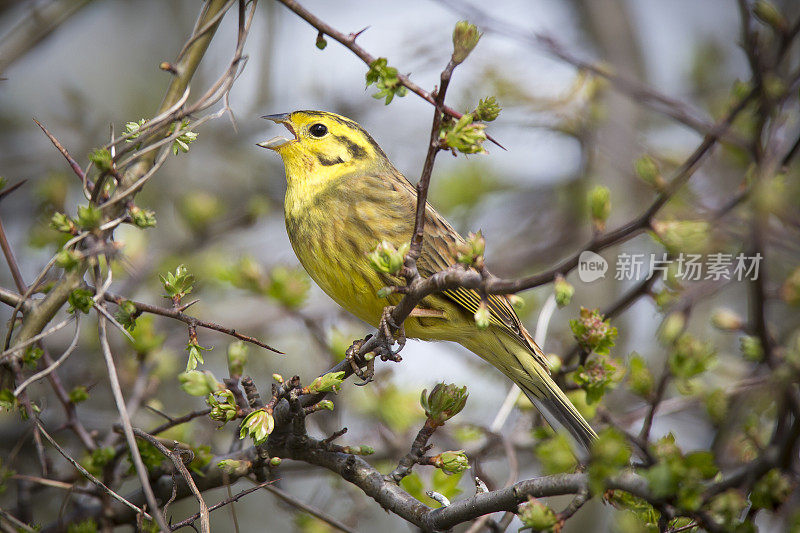 黄锤(citrinella em贝里扎)